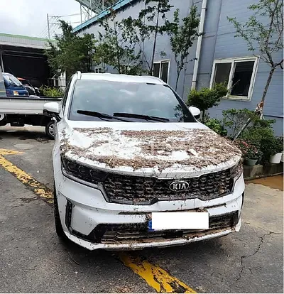 Photo 1 of 30: 2021 Kia Sorento — Korean insurance auction