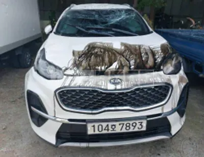 Photo 1 of 28: 2020 Kia Sportage, VIN KNAPN813BLK870064 — Korean insurance auction